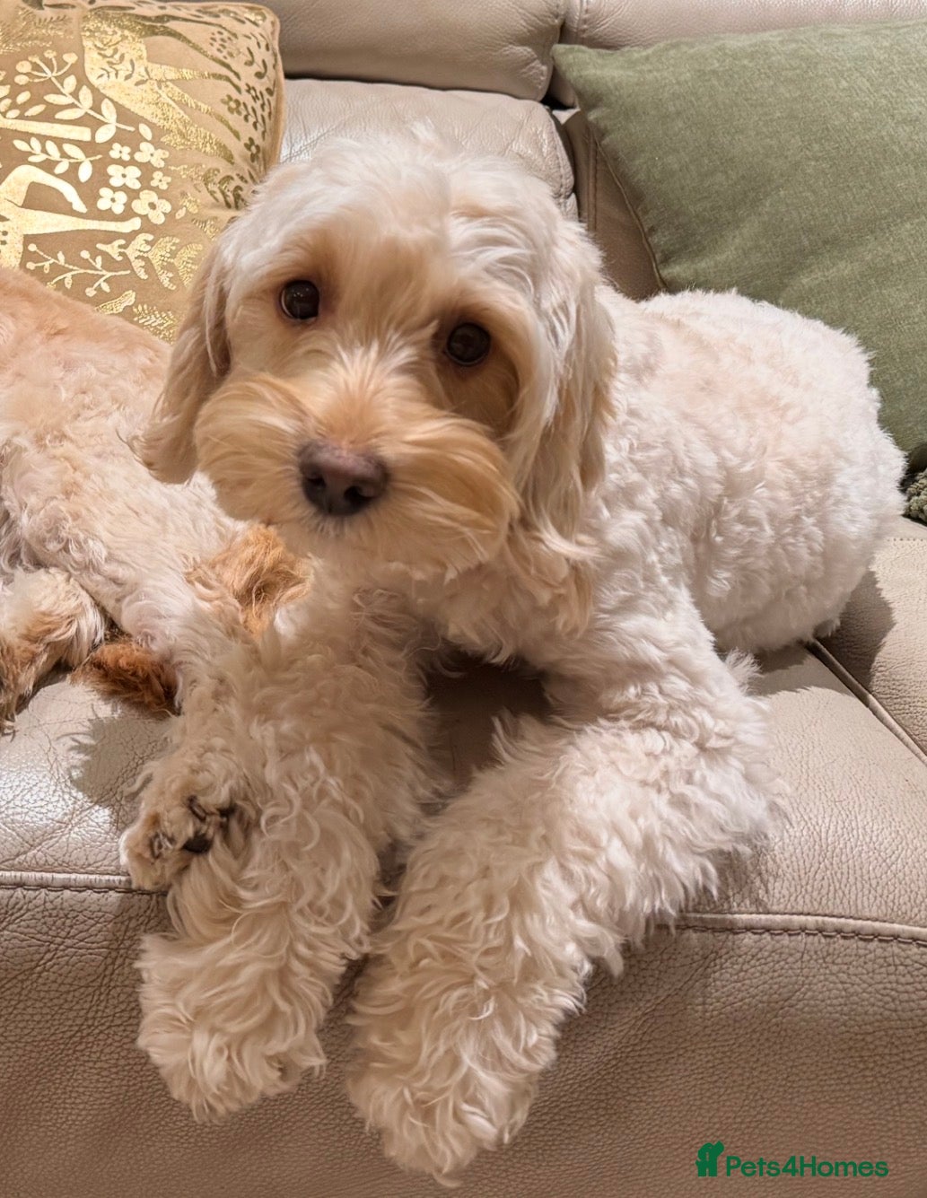 Cavapoo dogs Beautiful Cavapoo puppies from DNA tested lines  - Advert 2