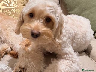 Cavapoo dogs Beautiful Cavapoo puppies from DNA tested lines - Advert 14