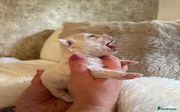 Morkie dogs for sale: Teacup Maltese/morkie babies  - Image 4