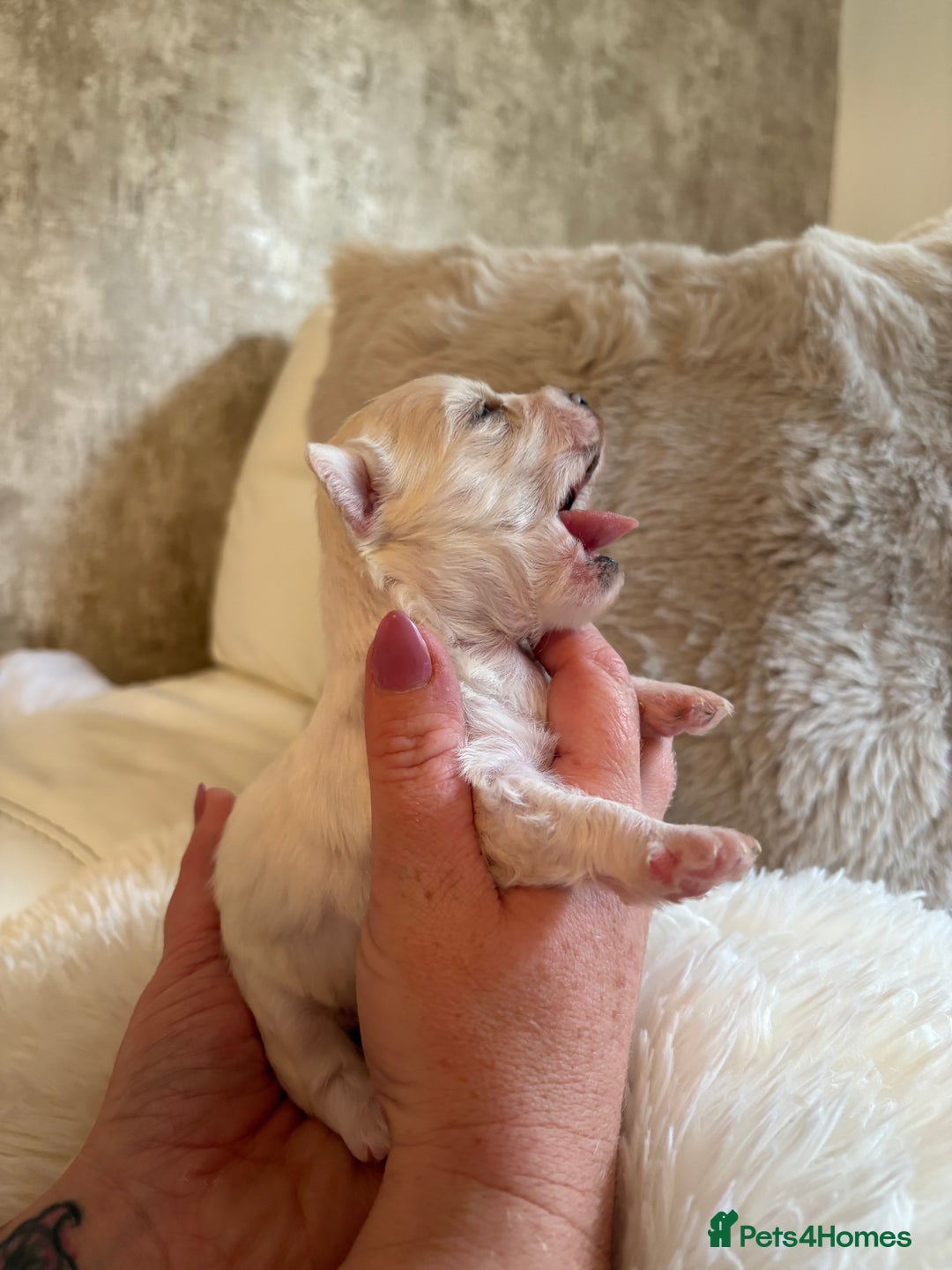 Morkie dogs for sale: Teacup Maltese/morkie babies  - Image 4