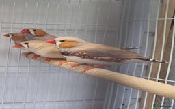 Canaries birds for sale: Canary’s and zebra finch - Image 1