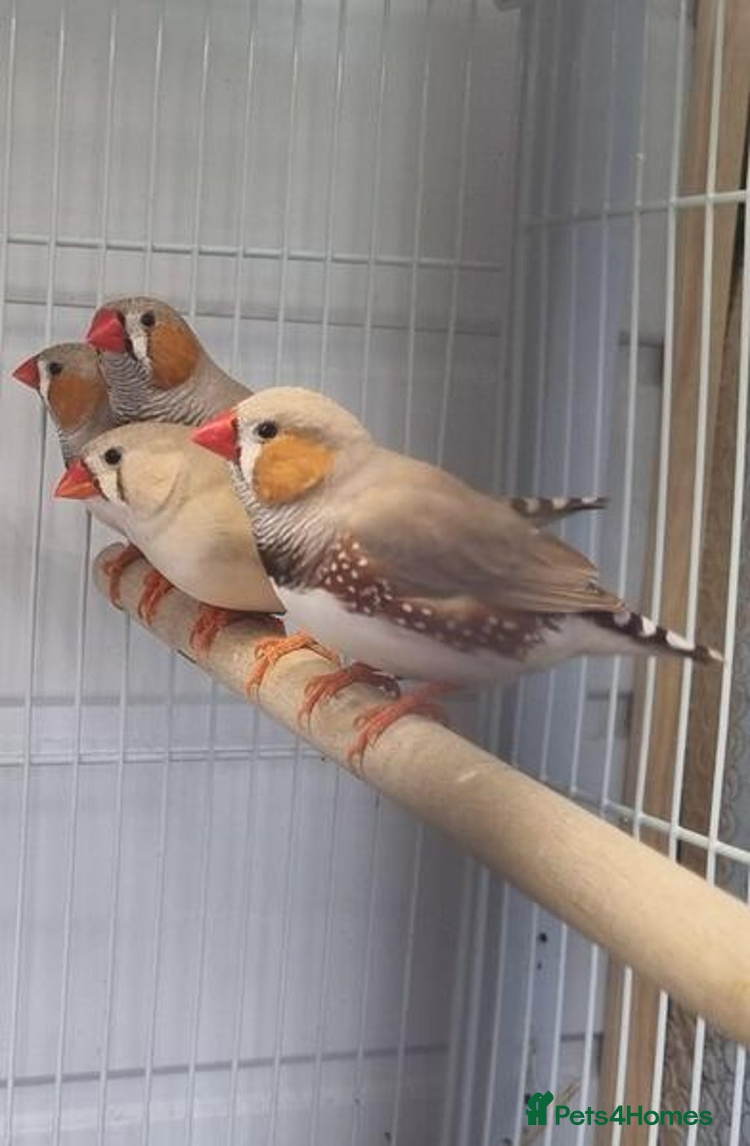 Canaries birds for sale: Canary’s and zebra finch - Image 1