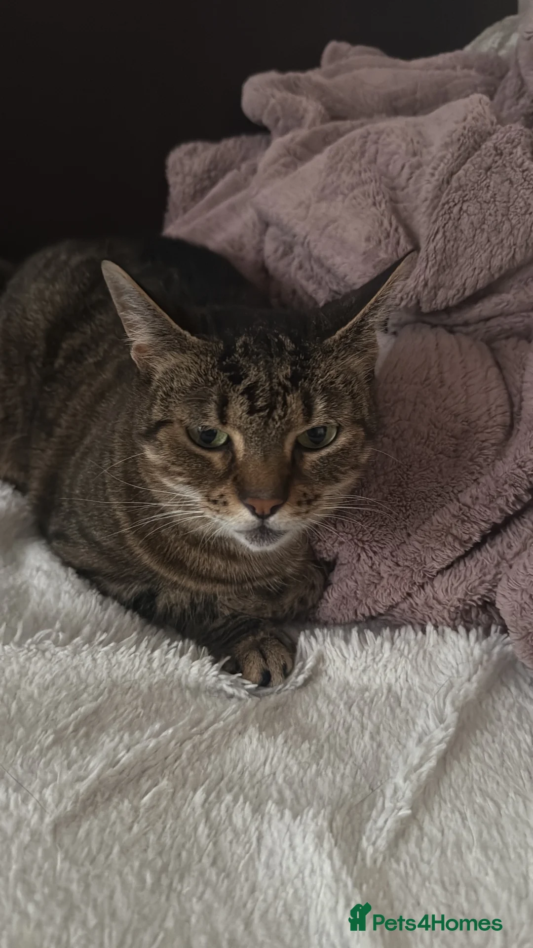 Mixed Breed cats for sale: Beautiful cat looking for loving home  in Isleworth - Advert 2