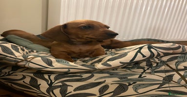 Miniature Dachshund dogs - Advert 12