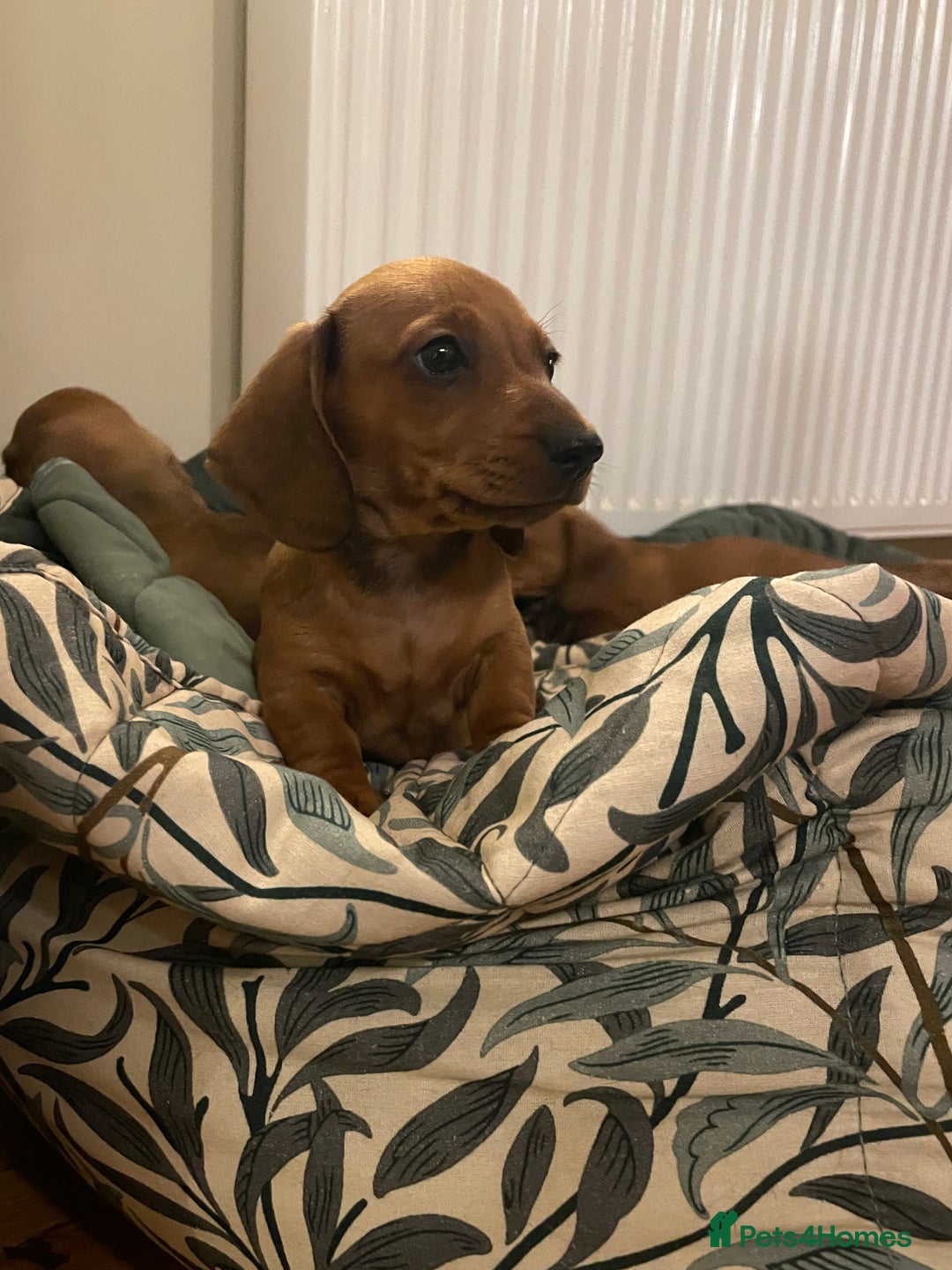 Miniature Dachshund dogs for sale: 🌭 Little Sausages Looking for Big Love! ❤️🐾 - Image 2