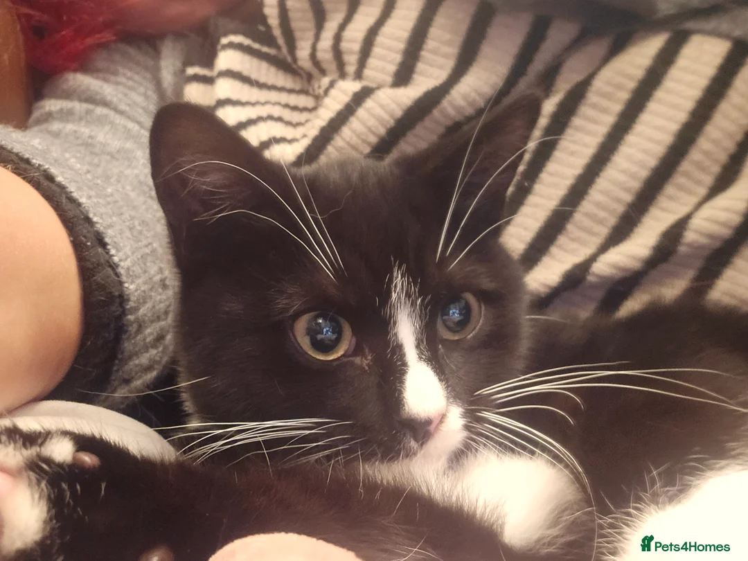 British Shorthair cats for sale: British shorthair cross DSH - Advert 18