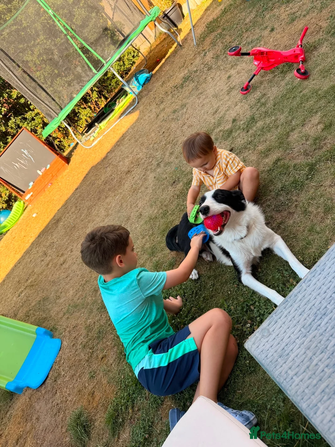 Border Collie dogs for sale: Almost 3 year old Border collie for sale  - Advert 3