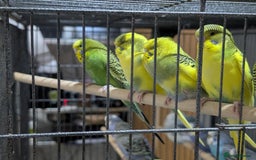 Budgerigars birds for sale: Budgies for Sale Many colours Cages Available  - Image 24