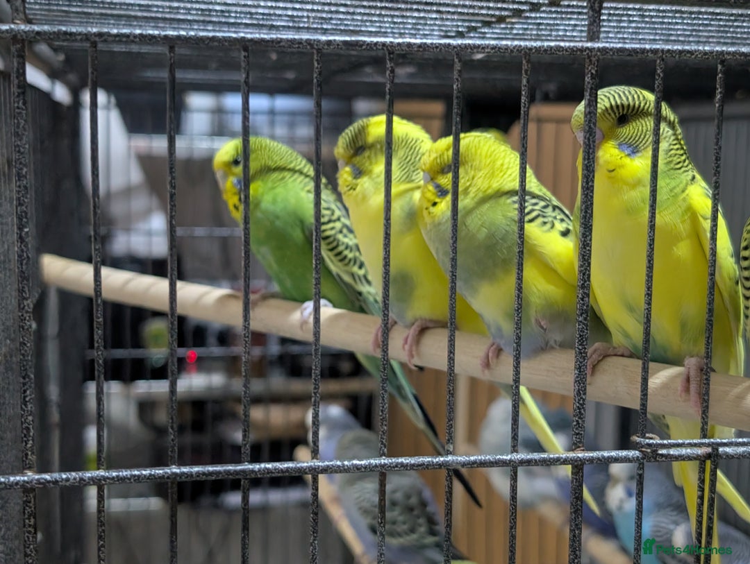 Budgerigars birds for sale: Budgies for Sale Many colours Cages Available  - Image 24