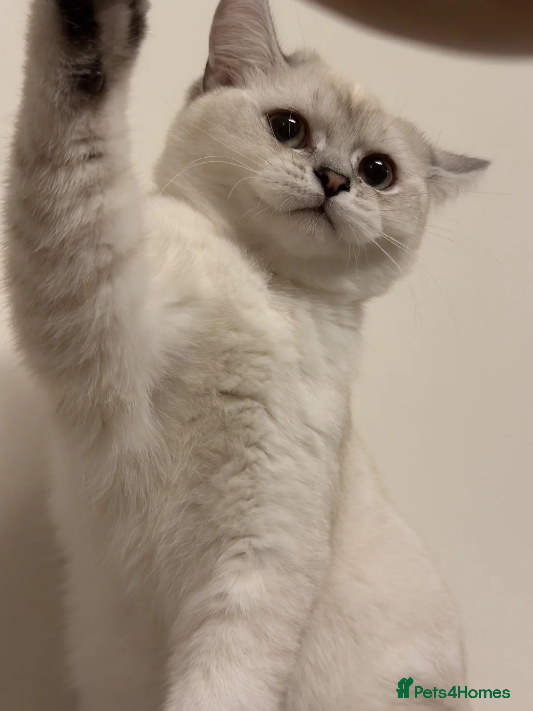 British Shorthair cats for sale: British shorthair  - Advert 8