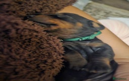 Dachshund dogs for sale: Beautiful Dachshund Puppies - Image 2