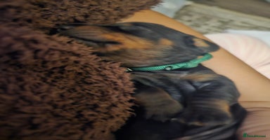 Dachshund dogs - Advert 5