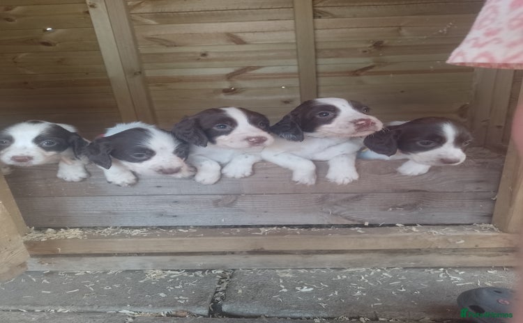 English Springer Spaniel dogs - Advert 1