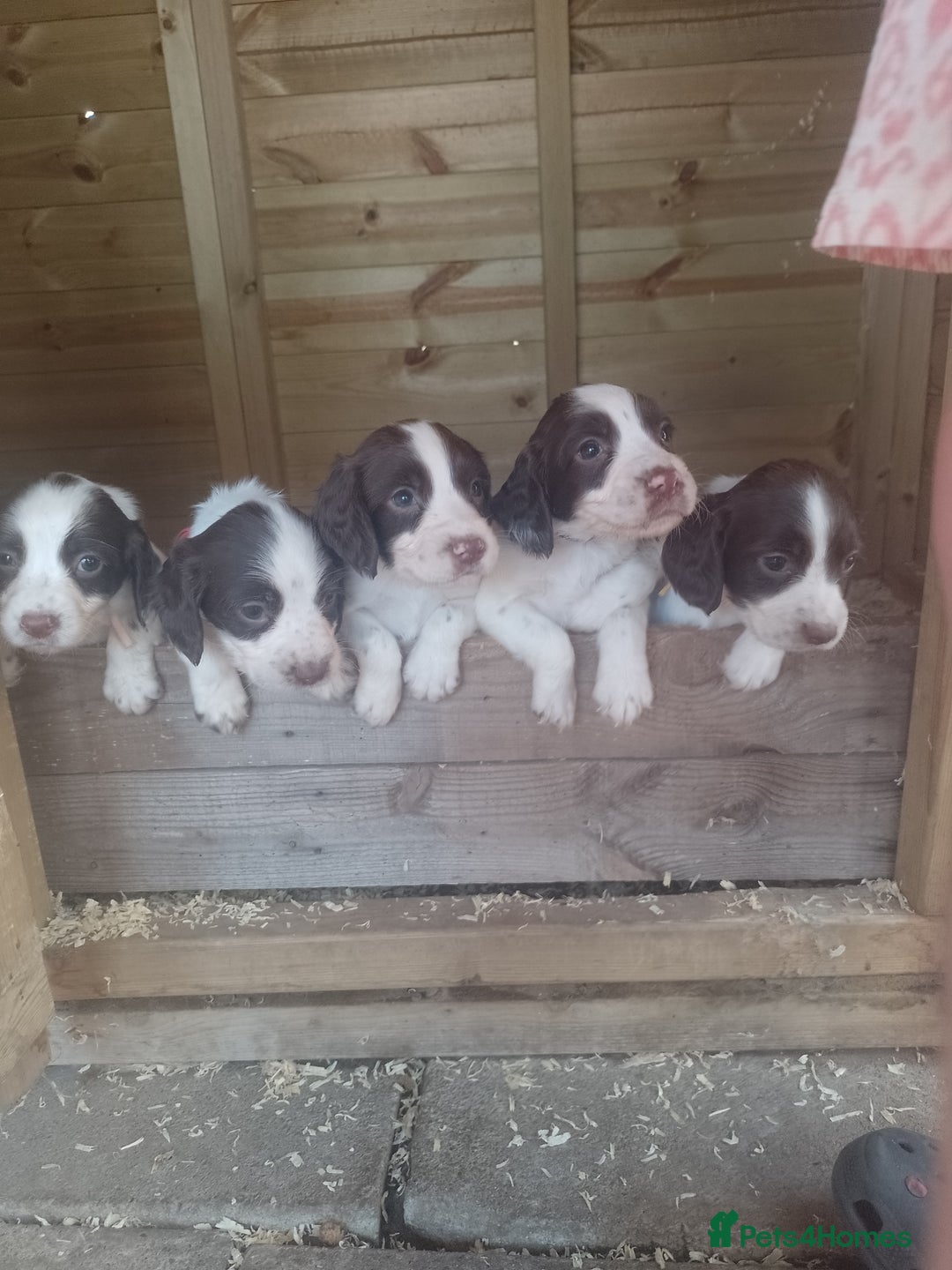 English Springer Spaniel dogs for sale: Beautiful litter of English springer spaniel pups - Image 1