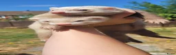 Ferret rodents for sale: Sandy ferrets (must go in pairs) - Advert 3