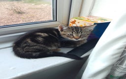 Mixed Breed cats for sale: READY TO LEAVE 4 gorgeous kittens for sale - Image 4