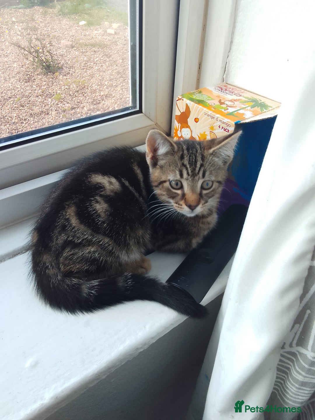 Mixed Breed cats for sale: READY TO LEAVE 4 gorgeous kittens for sale - Image 4