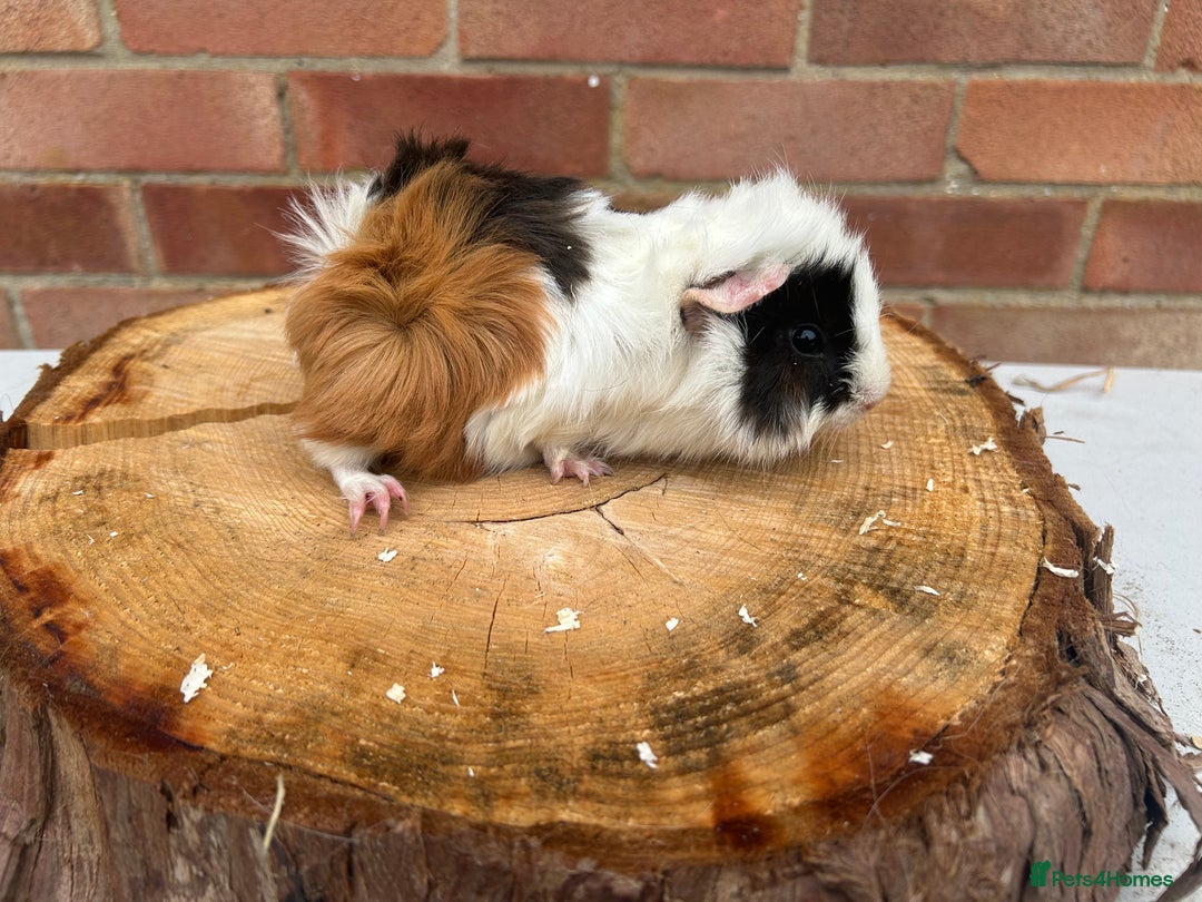 Guinea Pig rodents for sale: Female Guinea Pigs  - Image 10