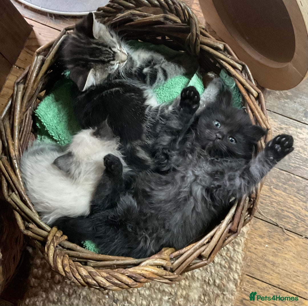 Ragdoll cats for sale: Lovely Kittens - Advert 20