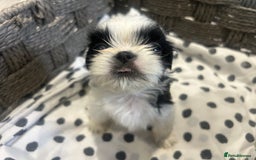 Shih Tzu dogs for sale: Litter of 5 Shih tzu puppys - Image 15