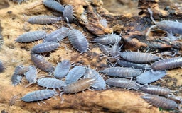 Mixed Breed invertebrates for sale: Tropical Grey Woodlice / Isopods - Huge Colonies - Image 1