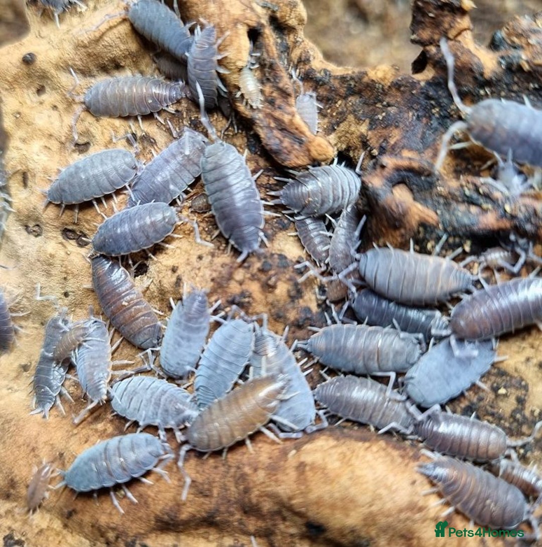 Mixed Breed invertebrates for sale: Tropical Grey Woodlice / Isopods - Huge Colonies - Image 1