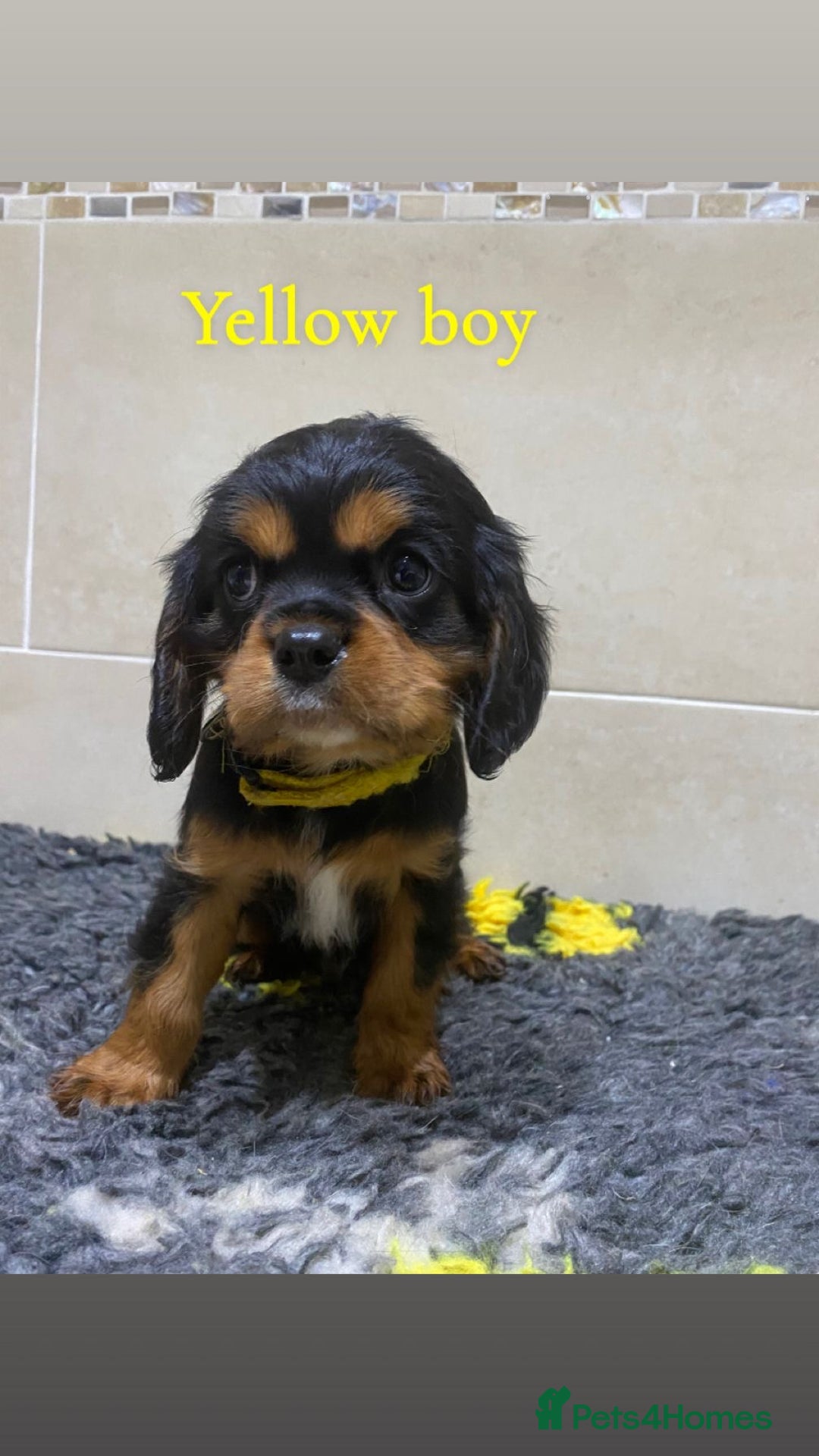 Cavalier King Charles Spaniel dogs for sale: Cavalier King Charles  - Advert 7