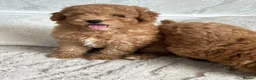 Cavapoo dogs for sale:   Teddy bear cavapoos ready now  in Bilston - Advert 6