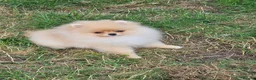 Pomeranian dogs for sale: Pom puppies - Advert 2