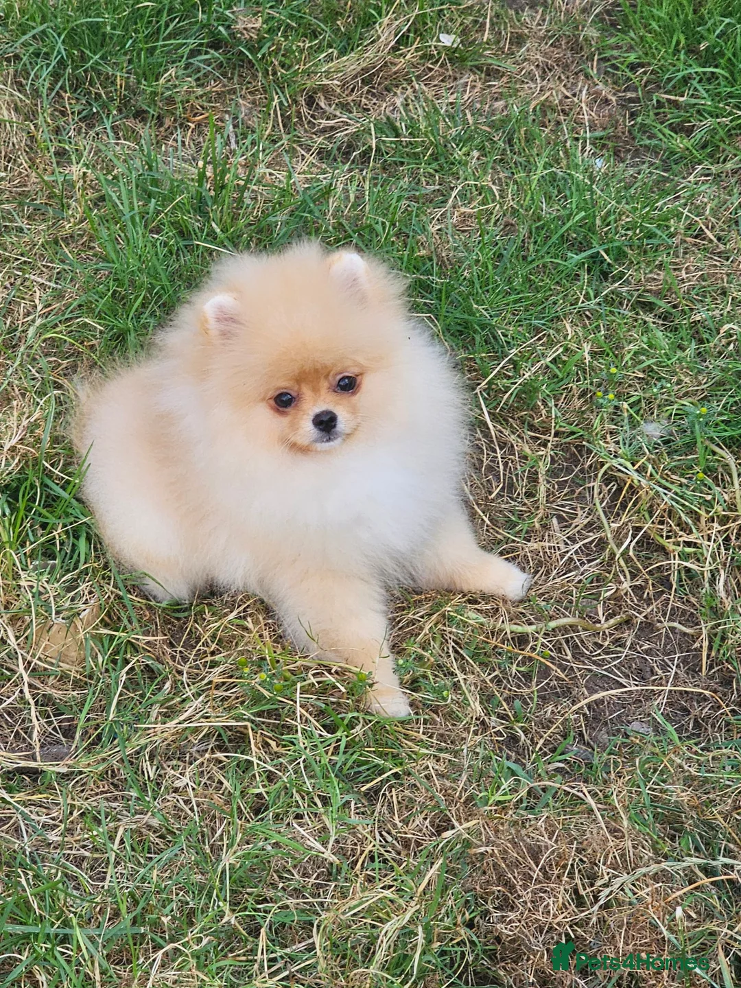 Pomeranian dogs for sale: Pom puppies - Advert 2