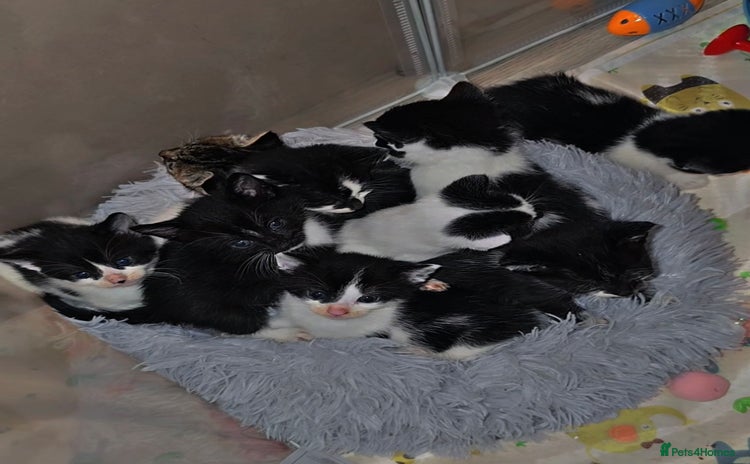 Mixed Breed cats - Advert 1