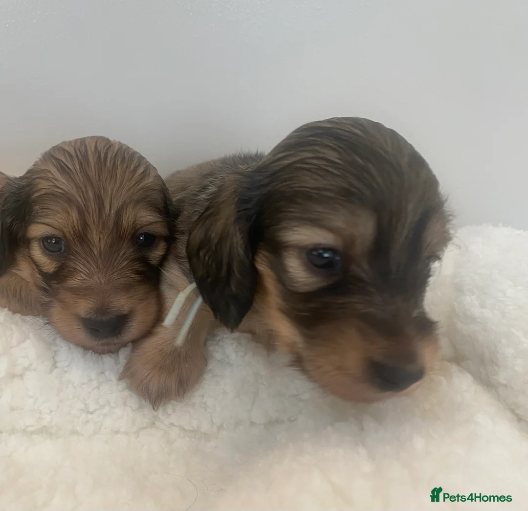 Miniature Dachshund dogs for sale: Two shaded cream boys available . - Advert 2