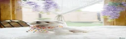 Mixed Breed dogs for sale: EXQUISITE micro Malchi pups DWKC reg 5* licensed - Advert 10
