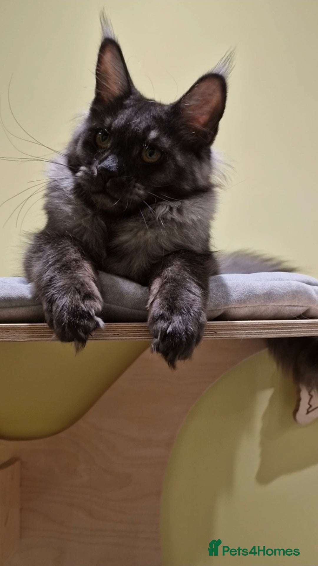 Maine Coon cats for sale: 🌟Exceptional Purebred Maine Coon girls🌟 - Advert 9