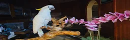 Cockatoo birds for sale: 9-Week-Old Triton Cockatoo Chicks Available - Advert 15