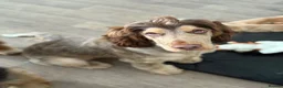 Cocker Spaniel dogs for stud: Cocker Spaniel STUD  - Advert 15