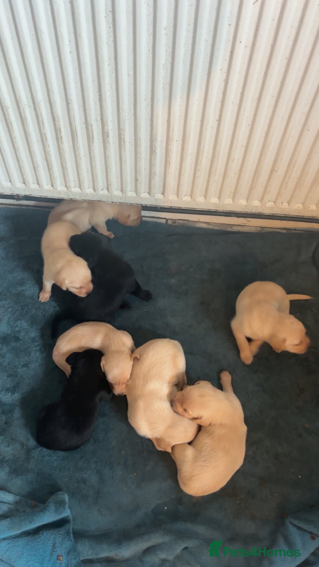 Labrador Retriever dogs for sale: Kc Labrador Puppies - Advert 2