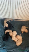 Labrador Retriever dogs Kc Labrador Puppies - Advert 5