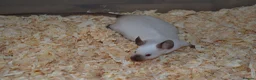 Mouse rodents for sale: Hereford Mice in Hitchin - Advert 3