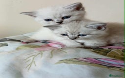 British Shorthair cats for sale: Bsh and Scottish straight mix - Image 1