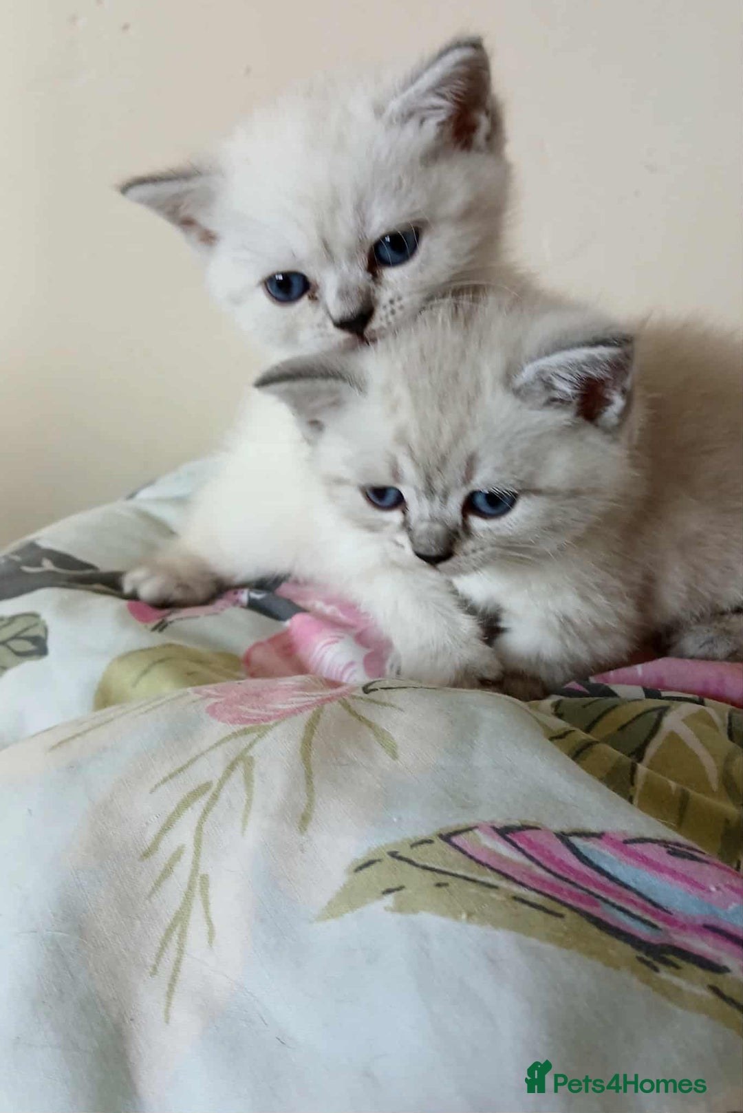 British Shorthair cats for sale: Bsh and Scottish straight mix - Image 1