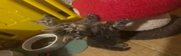 Persian cats for sale: Doll face Persian x Mainecoon gorgeous kittens  - Advert 35