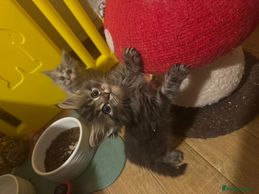 Persian cats for sale: Doll face Persian x Mainecoon gorgeous kittens  - Advert 35