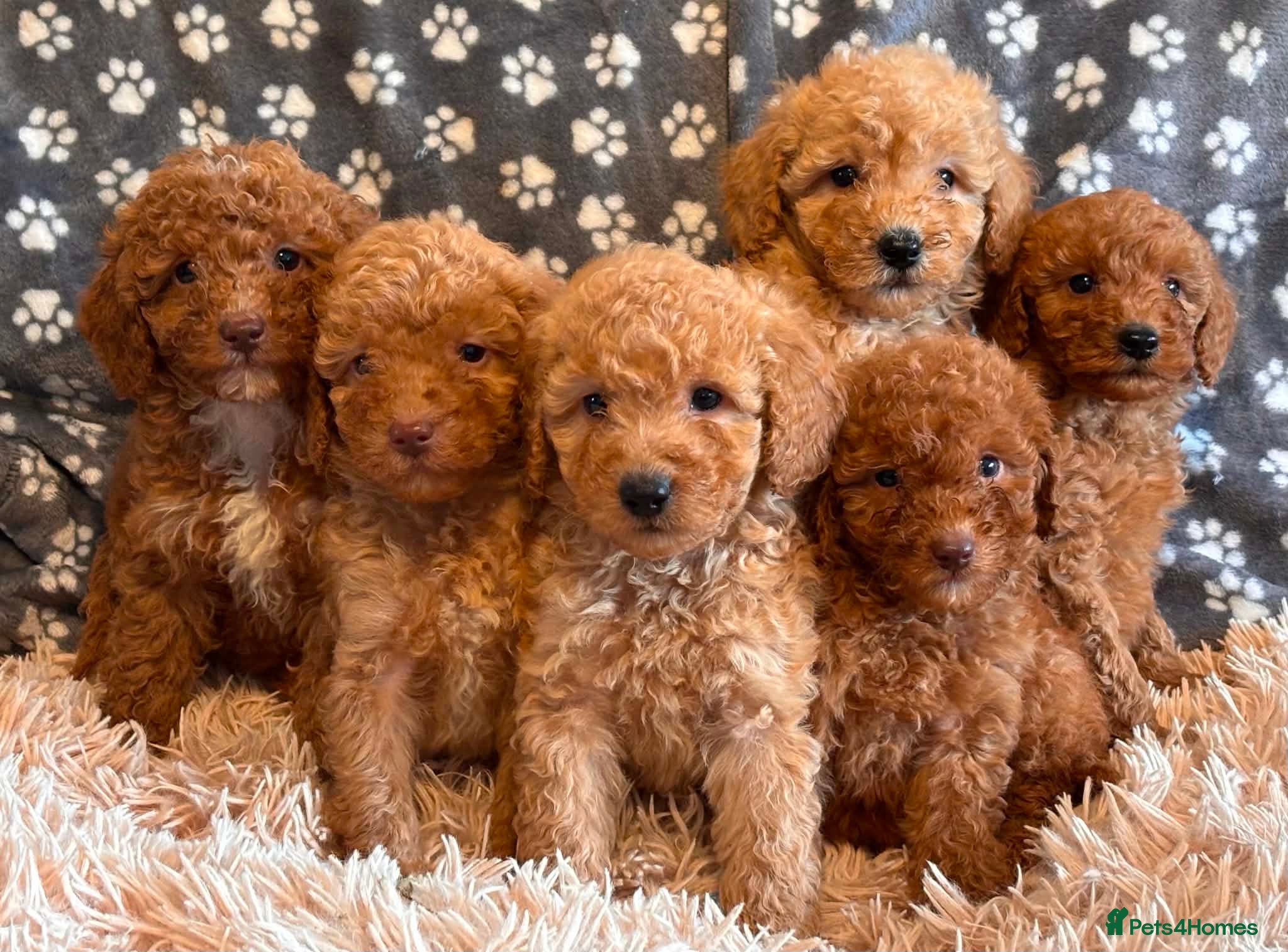 Miniature Poodle dogs KC reg Miniature Poodles - Advert 1
