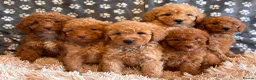 Miniature Poodle dogs for sale: KC reg Miniature Poodles - Advert 1