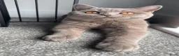 British Shorthair cats for sale: Lilac British shorthair  - Advert 2
