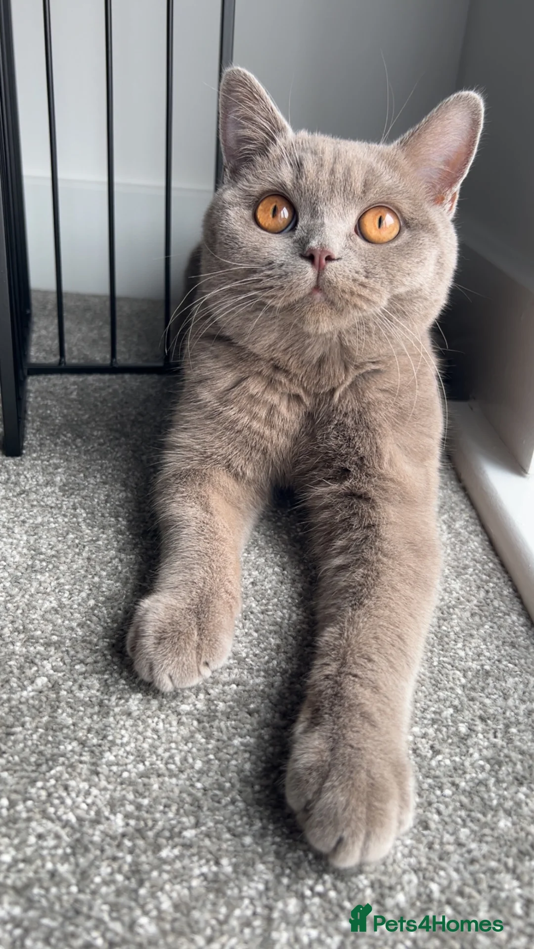British Shorthair cats for sale: Lilac British shorthair  - Advert 2