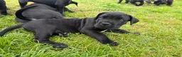 Mixed Breed dogs for sale: Beautiful Italian daniffs (Great Dane/cane corso)  - Advert 12