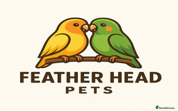 Lovebirds birds for sale: Beautiful hand reared baby love birds 🦜  - Image 5