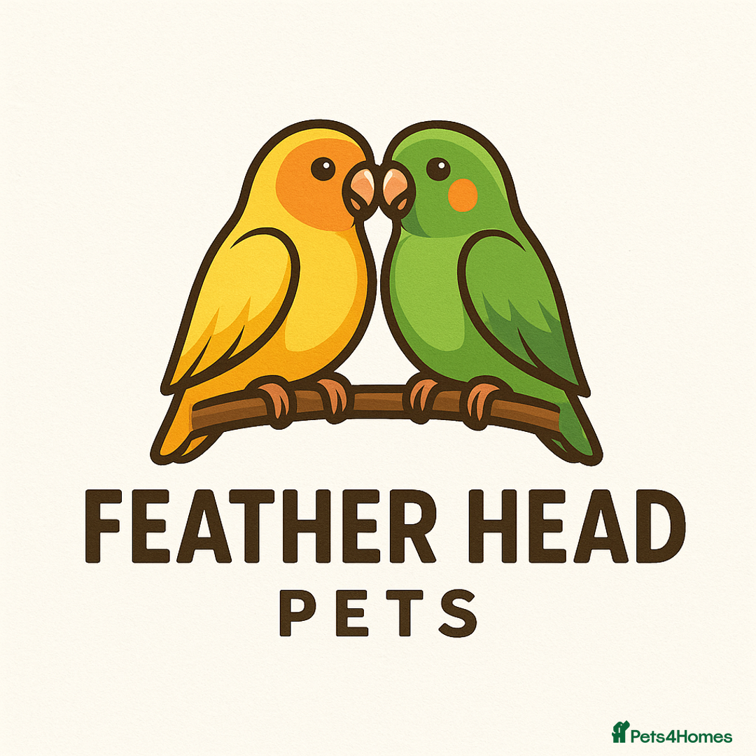 Lovebirds birds for sale: Beautiful hand reared baby love birds 🦜  - Image 5